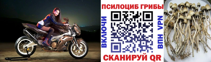 купить   Палласовка  Галлюциногенные грибы мицелий 